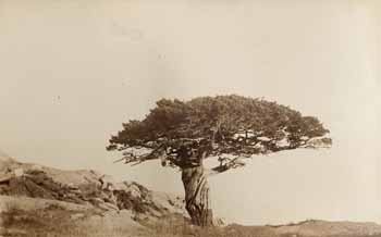 Umbrella tree at Smith`s Point [first view] Photograph