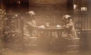 Two dogs at tea in garden Photograph