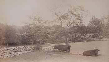 T. K. Lothrop`s cows in meadow at Beverly Farms [second view] Photograph