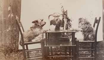 Three dogs at tea in garden 