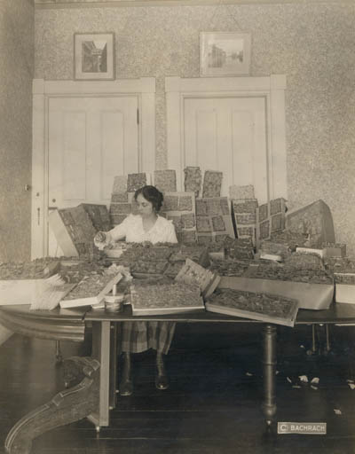 Opal S. Whiteley and her diary fragments Photograph